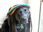 speaker marketing dog woofie